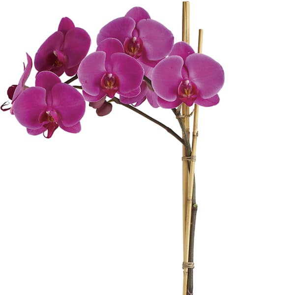 Pink orchid plant in a bamboo square pot