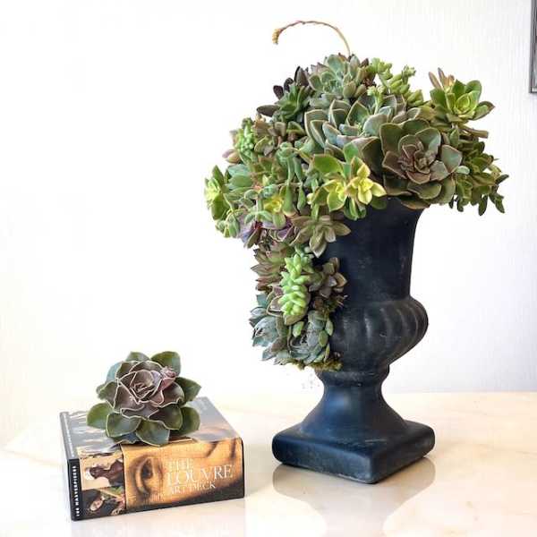 Succulent arrangement in a dark pedestal vase with a small succulent on a book
