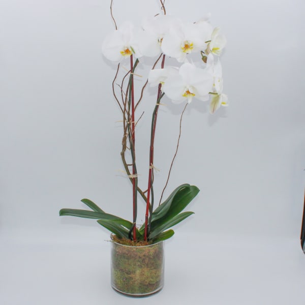 White orchid plant in a clear glass cylinder vase