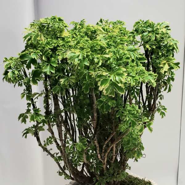 Potted variegated green plant in a textured gray container