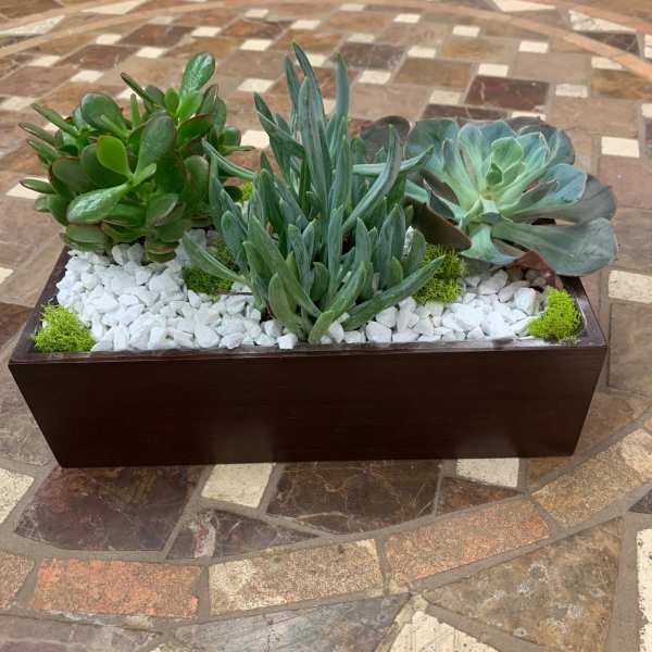 Rectangular planter with three succulent plants and white stones