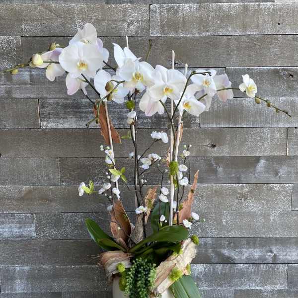 White orchid arrangement in a tall white vase