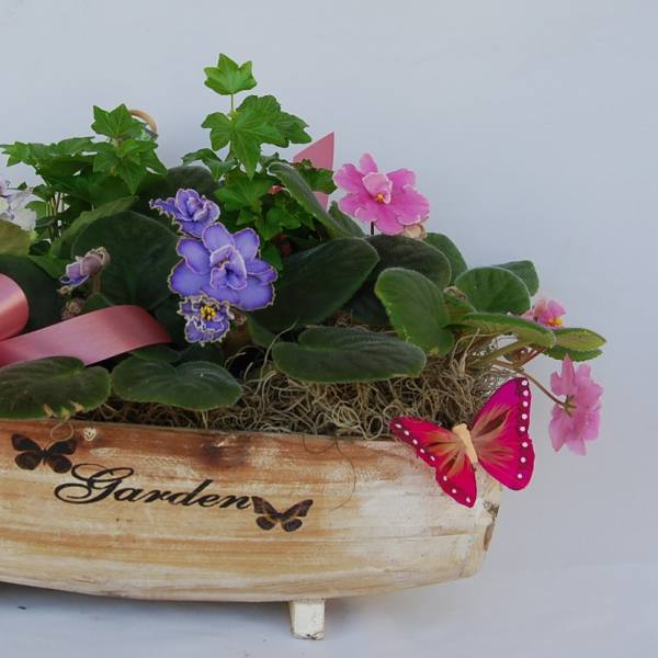 African Violet Garden