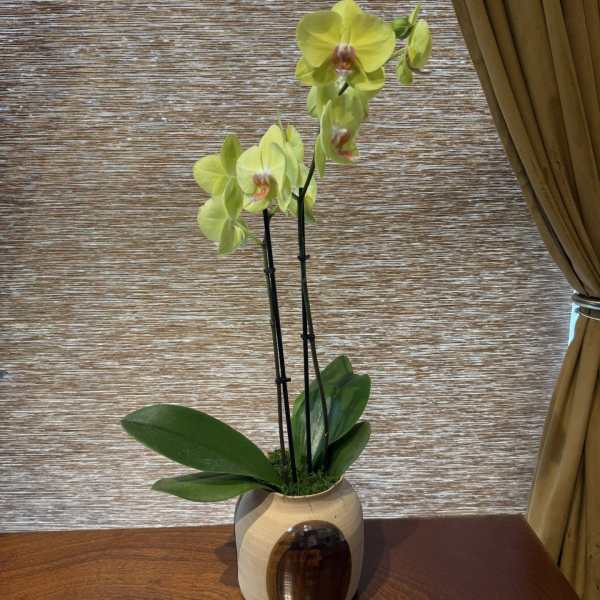 Phalaenopsis Orchid in Brushstroke Pot