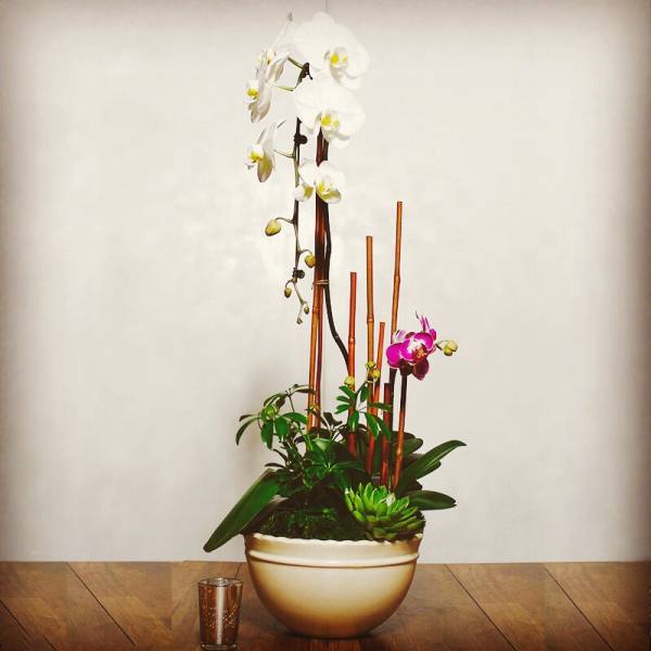 Tall orchid arrangement in a cream bowl with bamboo stakes