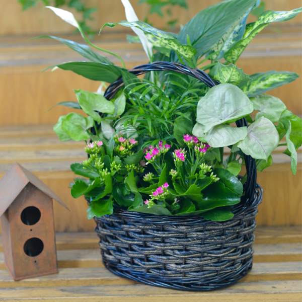 Potted green plant arrangement in a woven basket with small pink blooms