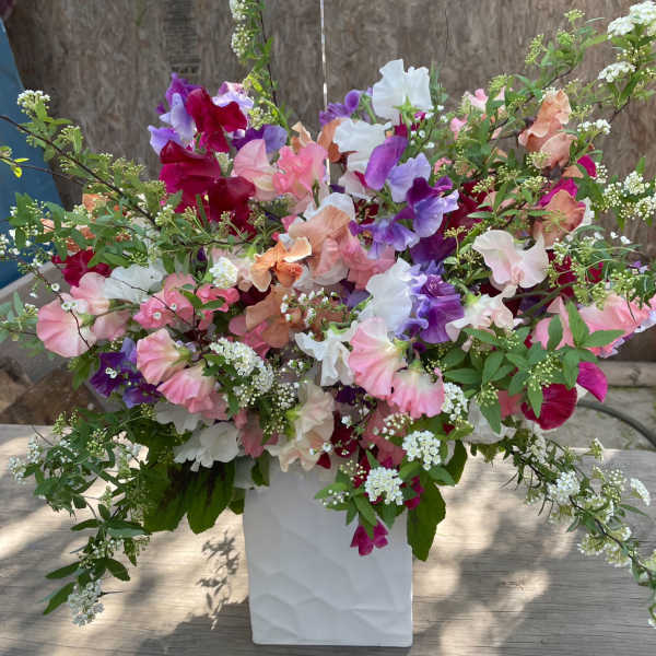 Large bouquet of pink, purple, white, and peach sweet peas in a white vase