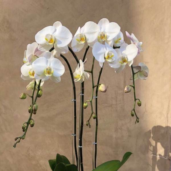 White orchid plant in a white geometric pot