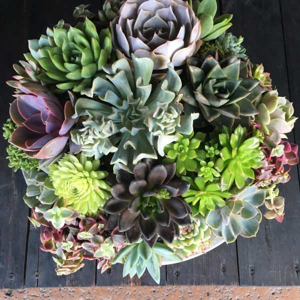Round succulent arrangement with rosette plants in a shallow container