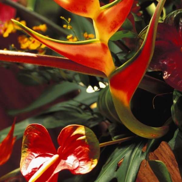 Tropical arrangement with orange-red heliconia and an orange cone-shaped bloom