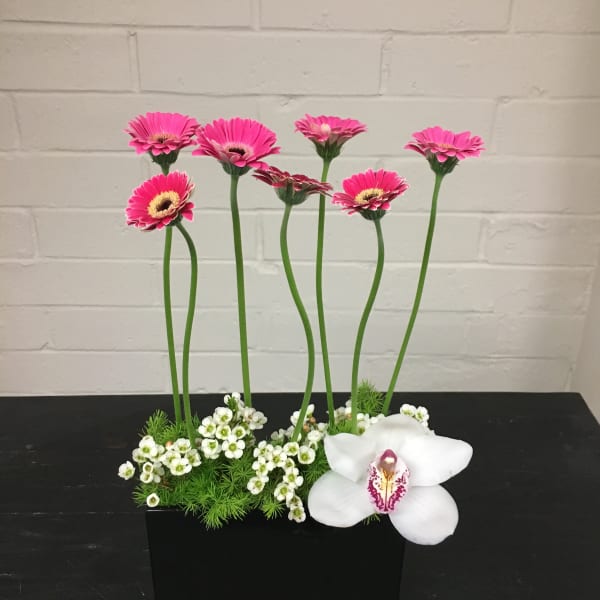 Dancing with Gerberas