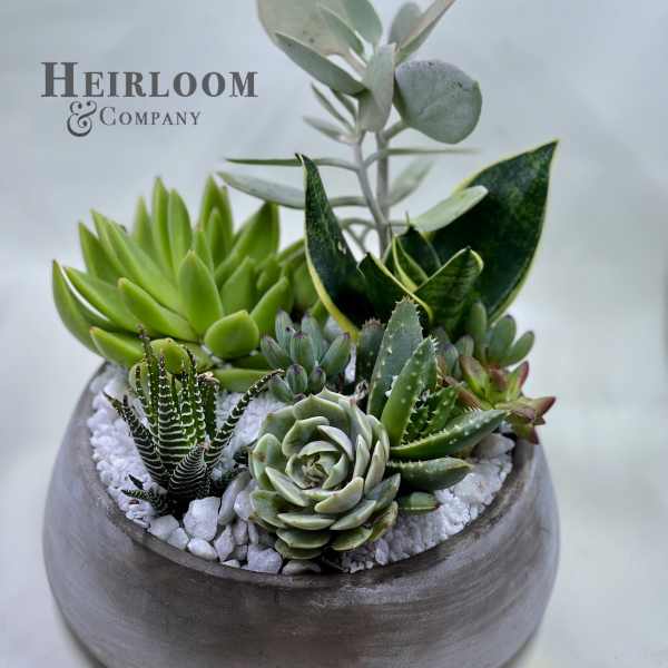 Succulent arrangement in a round gray planter