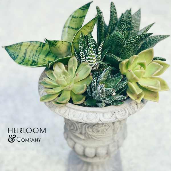 Succulent arrangement in a carved stone pedestal planter