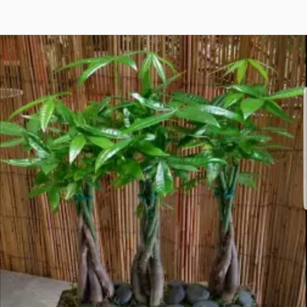 Mini Trio Money Tree