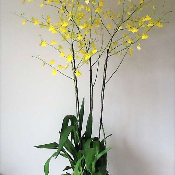 Tall potted orchid arrangement with yellow blooms in a white planter
