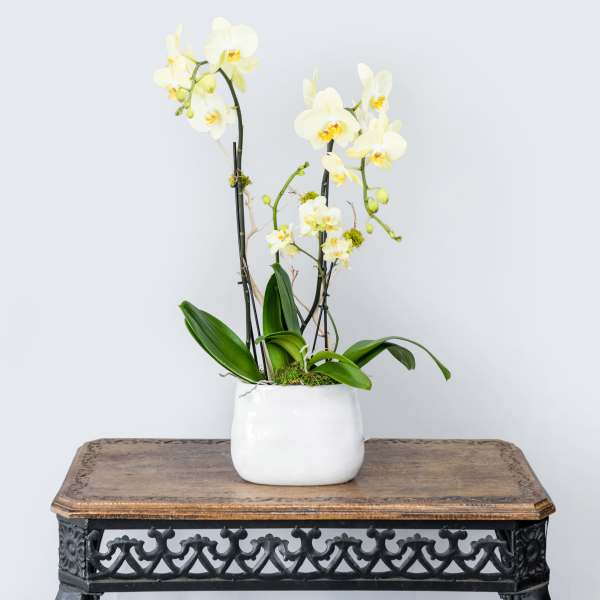 White orchids in a white ceramic pot on a wooden table