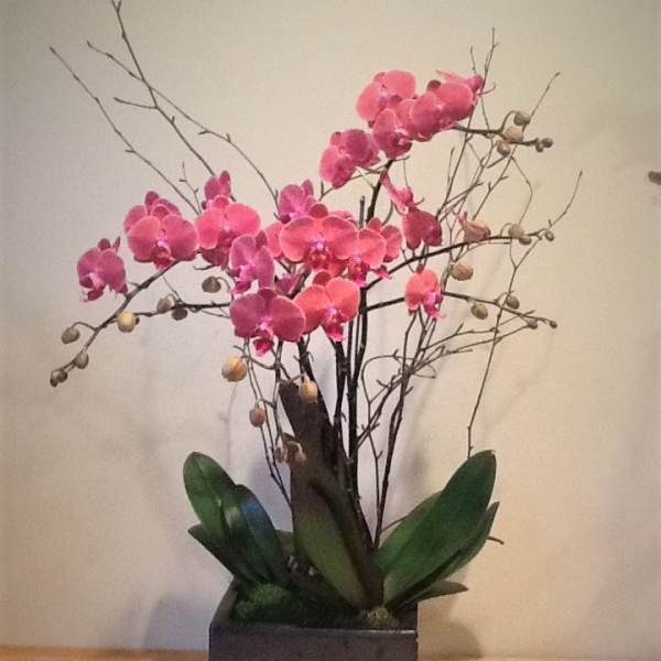 Pink orchid arrangement in a square black planter