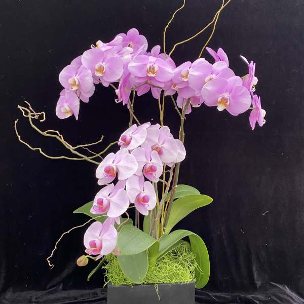 Pink orchid arrangement in a black square planter