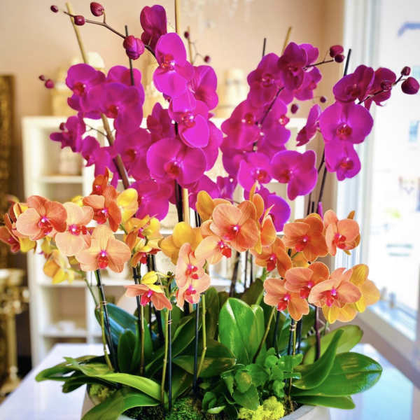 Potted arrangement of pink and orange orchids in a round planter