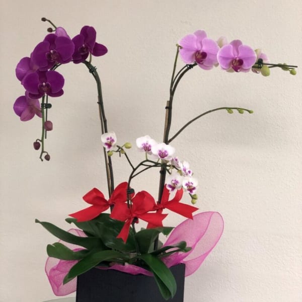 Potted orchid arrangement with purple and pink blooms and red bows