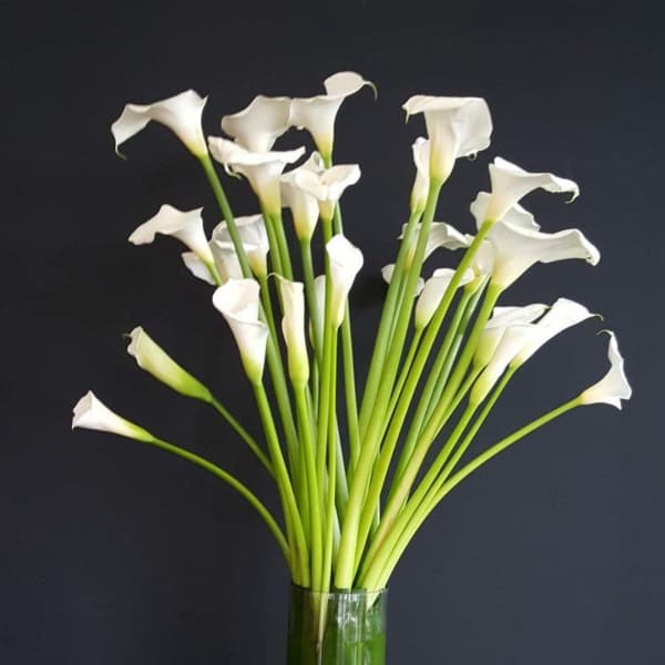 White calla lilies in a tall glass vase