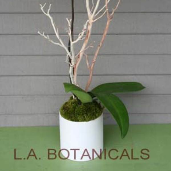 White orchid plant in a white pot with moss