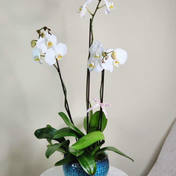 White orchids in a blue ceramic pot on a small table