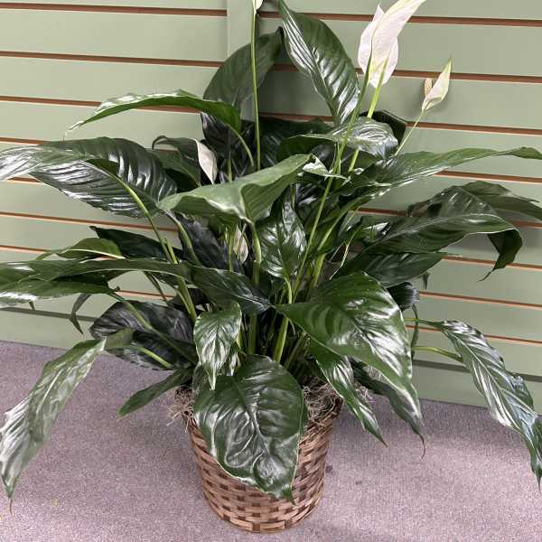 Potted peace lily with white blooms in a woven basket