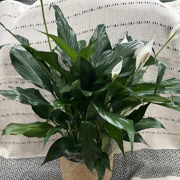 Potted peace lily plant with white blooms