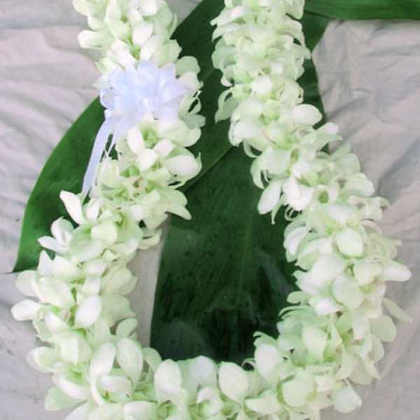 White orchid lei with a pale blue ribbon on green leaves