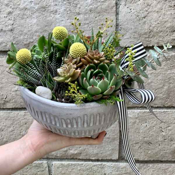 Succulent arrangement in a gray ceramic bowl with striped ribbon