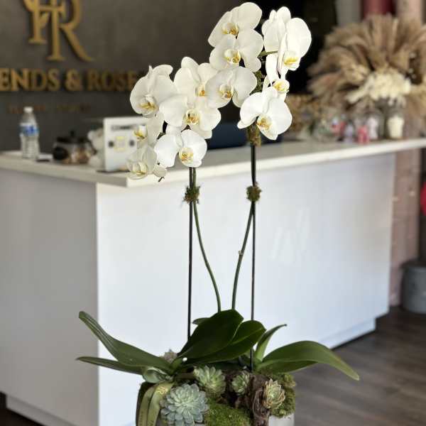 White orchids in a planter with succulents and moss