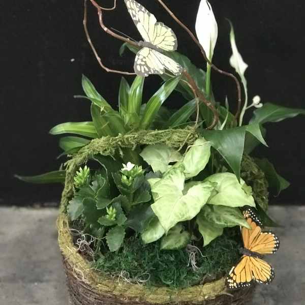 Basket planter with green foliage, white blooms, and butterfly decorations
