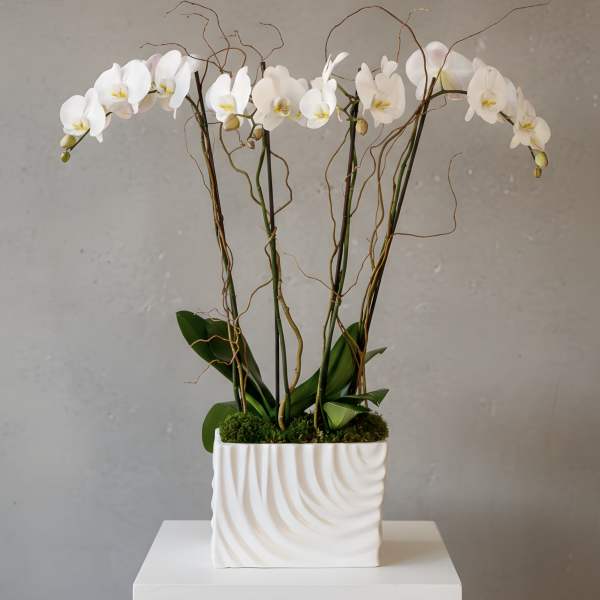 White orchid arrangement in a square ceramic planter