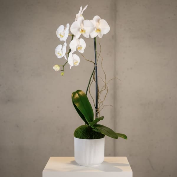 White orchid arrangement in a white pot on a pedestal