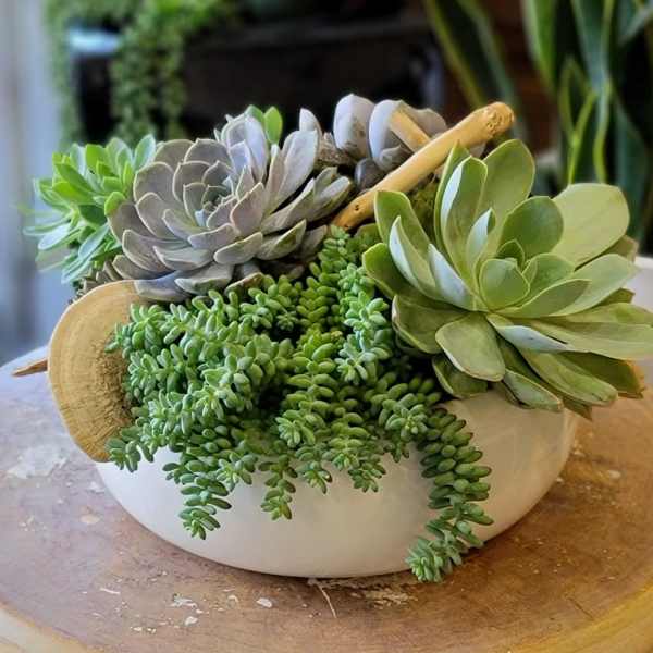 Succulent arrangement in a white bowl with trailing green plants