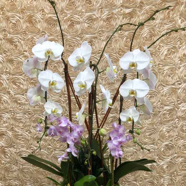 White and lavender orchids arranged in a black vase with succulents