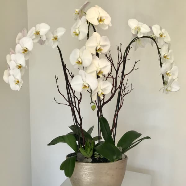 White orchid arrangement in a gold pot with dark branches