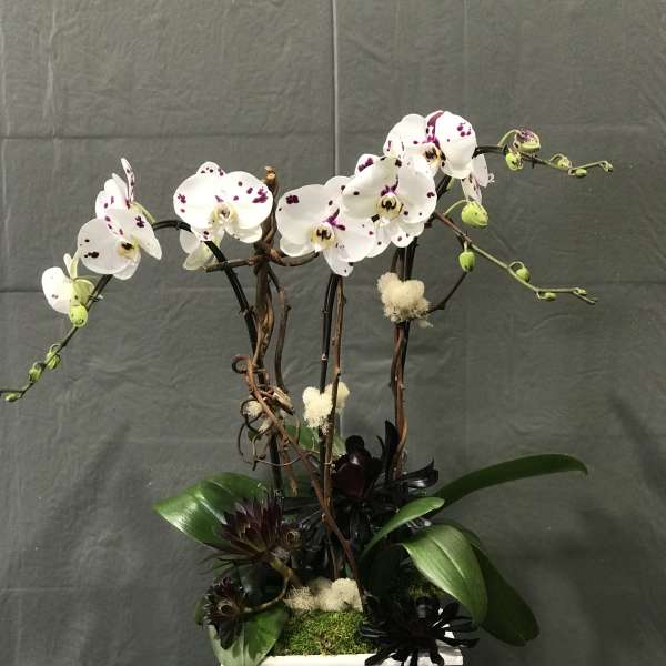 White spotted orchids in a white planter with dark accent flowers