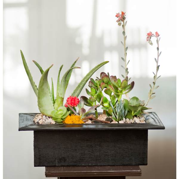 Succulent arrangement in a rectangular black planter with pebbles