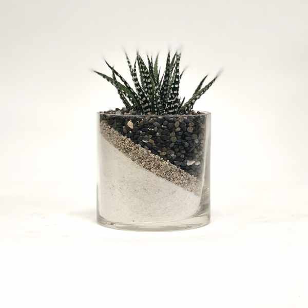 Small succulent in a clear glass container with layered sand and pebbles