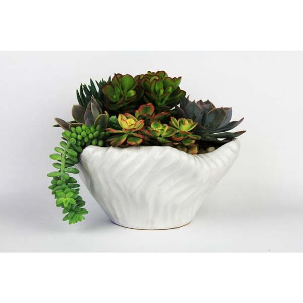 Succulent arrangement in a white ceramic bowl