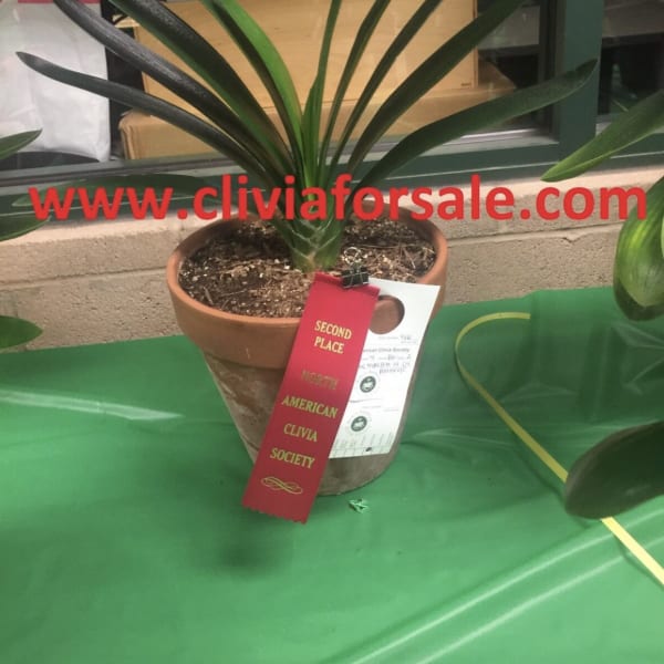 Potted clivia plant with long strap-like leaves and award ribbons