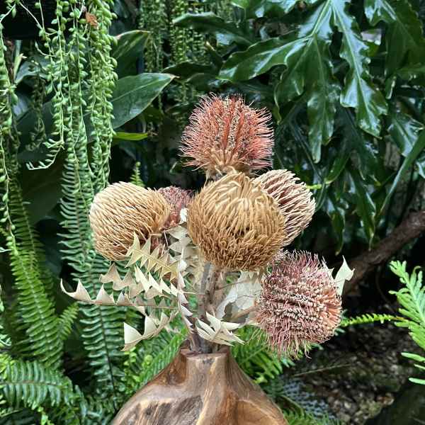 Arrangement of dried pincushion-like flowers in a wooden vase
