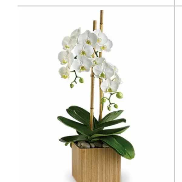Potted white orchid plant with two tall stems in a square wooden container