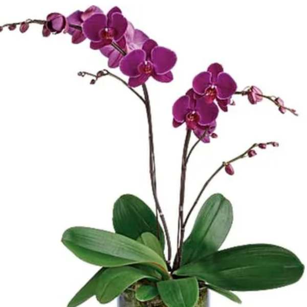 Purple orchid plant with arching blooms in a clear glass vase filled with pebbles