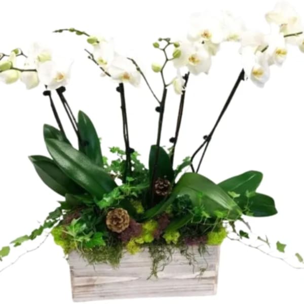 White orchid arrangement in a rectangular wooden planter