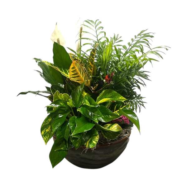 Tropical potted plant arrangement in a dark bowl planter