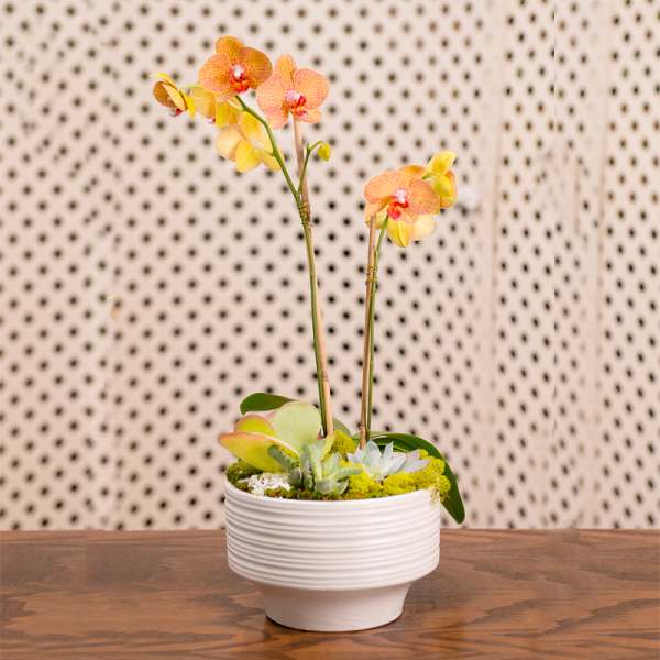 Potted orchid arrangement with peach blooms in a white ceramic planter