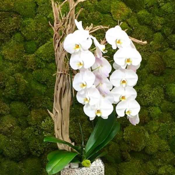 White orchids in a square decorative planter against a moss wall